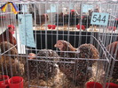 Expozitia Nationala Breaza 2010 120