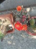 DSC07749 - Copy