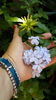 plumbago--flori azurii