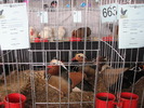 Expozitia Nationala Breaza 2010 121