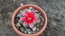 gymnocalycium baldianum