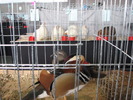 Expozitia Nationala Breaza 2010 122