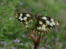DSC01950
