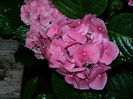 DSCN1905