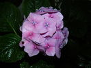 DSCN1923