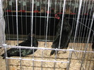 Expozitia Nationala Breaza 2010 128