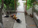 DSC02218