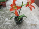 Amaryllis