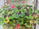 Oxalis