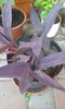 Tradescantia pallida-purpurea