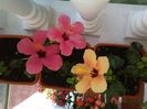 IMG_20150707_191236