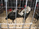 Expozitia Nationala Breaza 2010 134