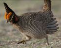 lesser_prairie_chicken