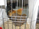 Expozitia Nationala Breaza 2010 135