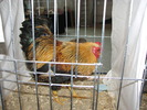 Expozitia Nationala Breaza 2010 136