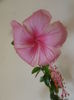 Dainty Pink
