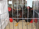 Expozitia Nationala Breaza 2010 138