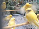 Canari din rasa Norwich