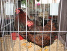 Expozitia Nationala Breaza 2010 139