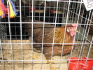 Expozitia Nationala Breaza 2010 140