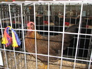Expozitia Nationala Breaza 2010 141