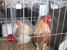 Expozitia Nationala Breaza 2010 142