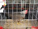 Expozitia Nationala Breaza 2010 143
