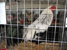 Expozitia Nationala Breaza 2010 145