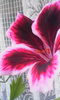 IMG_20150706_124324