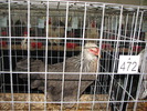 Expozitia Nationala Breaza 2010 146