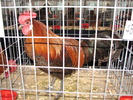 Expozitia Nationala Breaza 2010 148