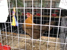 Expozitia Nationala Breaza 2010 150