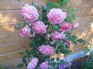 Jubilee celebration