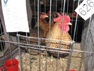 Expozitia Nationala Breaza 2010 155