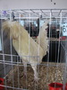 Expozitia Nationala Breaza 2010 156