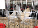 Expozitia Nationala Breaza 2010 157