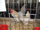 Expozitia Nationala Breaza 2010 158