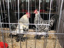 Expozitia Nationala Breaza 2010 159