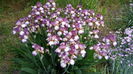 Rosemary's Dream1