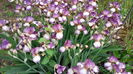 Rosemary's Dream2