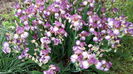 Rosemary's Dream3