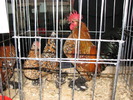 Expozitia Nationala Breaza 2010 161