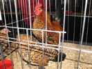 Expozitia Nationala Breaza 2010 162