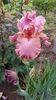 ROSELENE1