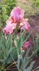 ROSELENE2