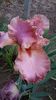 ROSELENE3