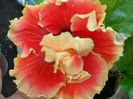 tahitian spotted sun -floare foarte mare