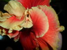 SAM_7153