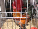 Expozitia Nationala Breaza 2010 163