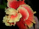 SAM_7155